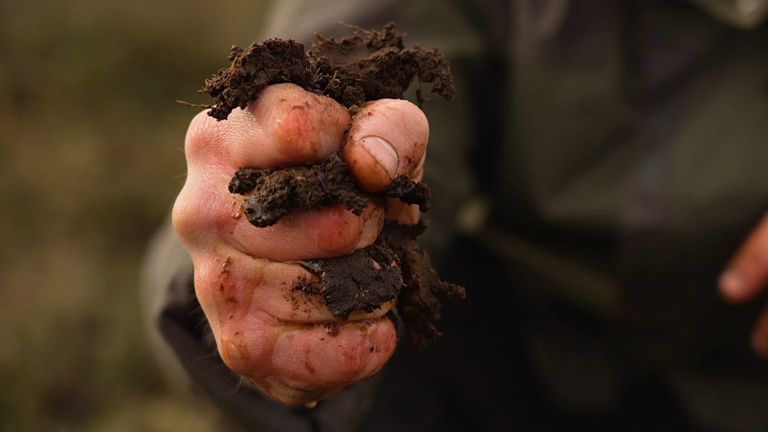 Making peatlands a green economy in Ireland's Midlands