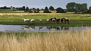 Renaturalisation of wetlands slows global warming and species decline