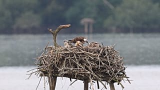 Marais d'Orx: a wetland with a rich history, diverse nature and birds of prey
