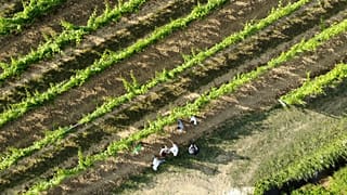 An aerial view of a vineyard in France.