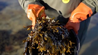 Denmark and Germany promote the use of edible seaweed in a European project